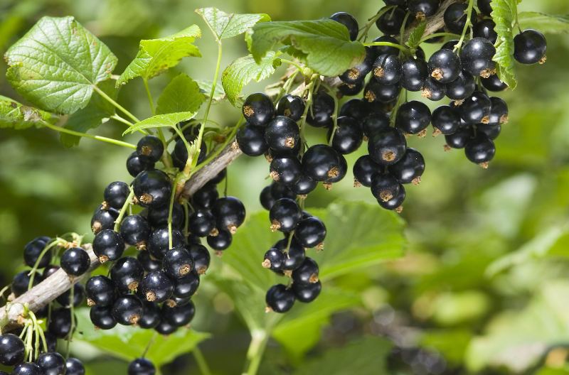 New Zealand Blackcurrants